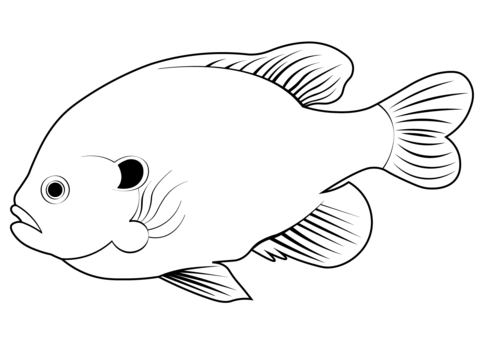 Pumpkinseed (Lepomis Gibbosus) Coloring Page